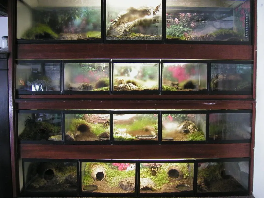 22040 tarantula substrate