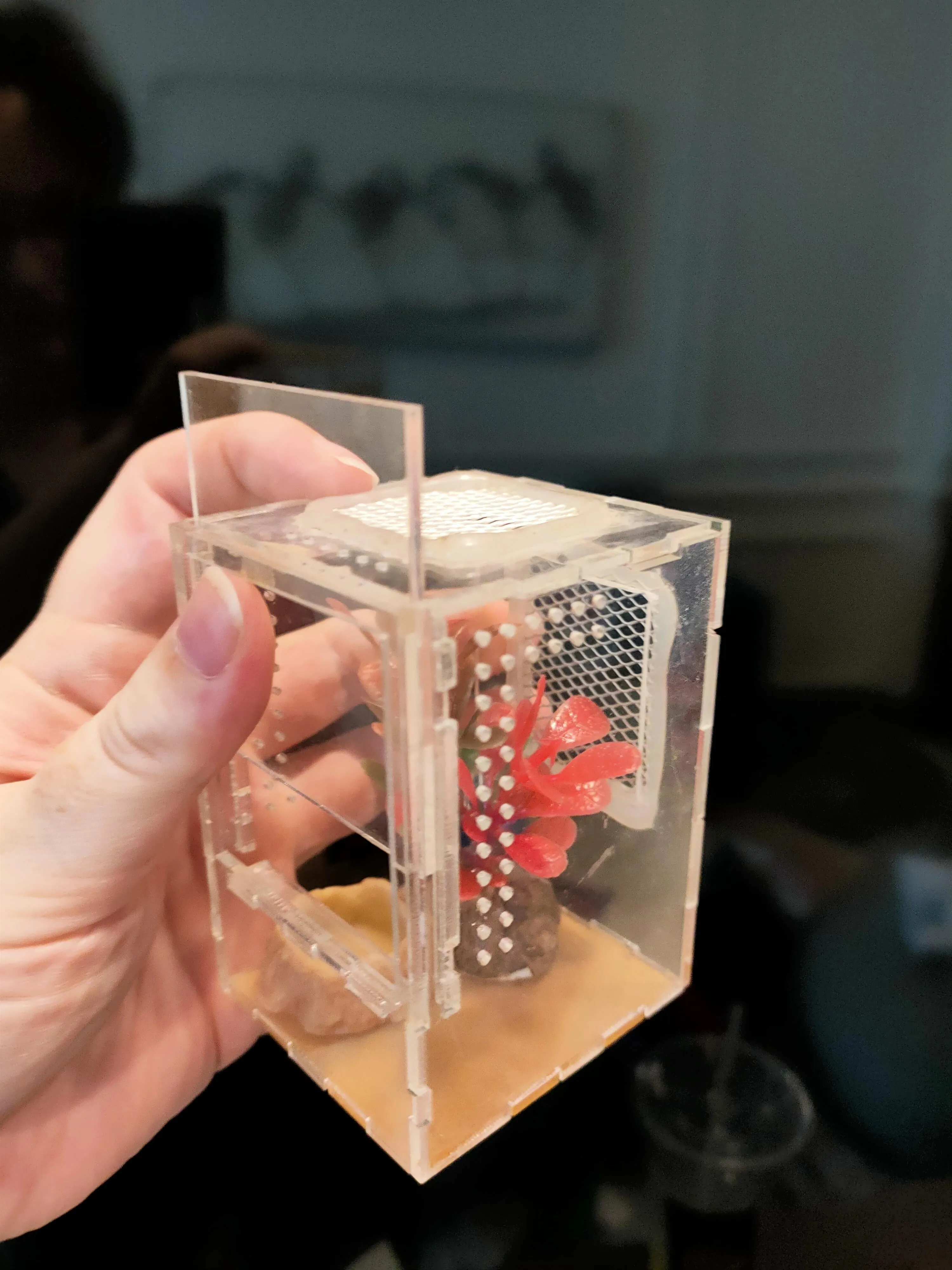22040 tarantula temperature humidity