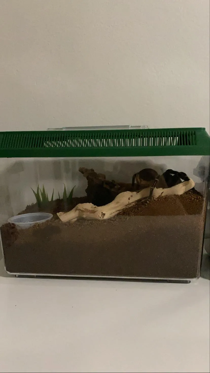 22040 tarantula water dish