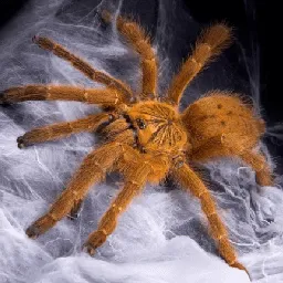 22045 king tarantula pre roll europe 2