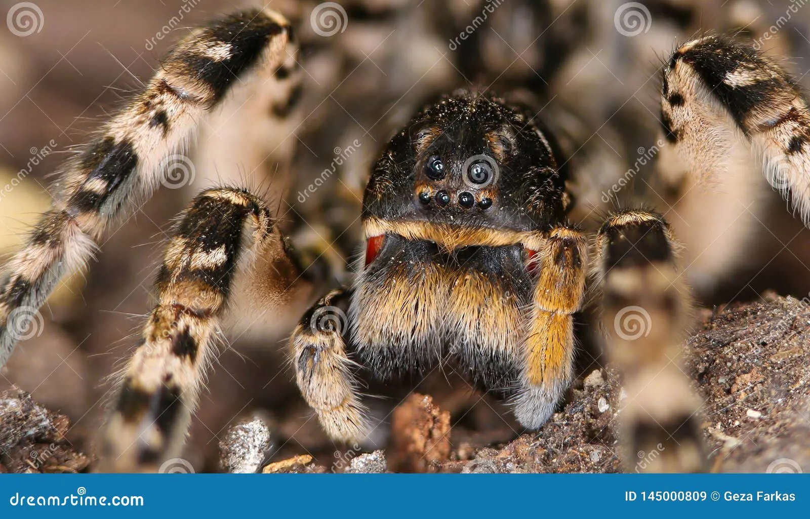 22046 goliath birdeater