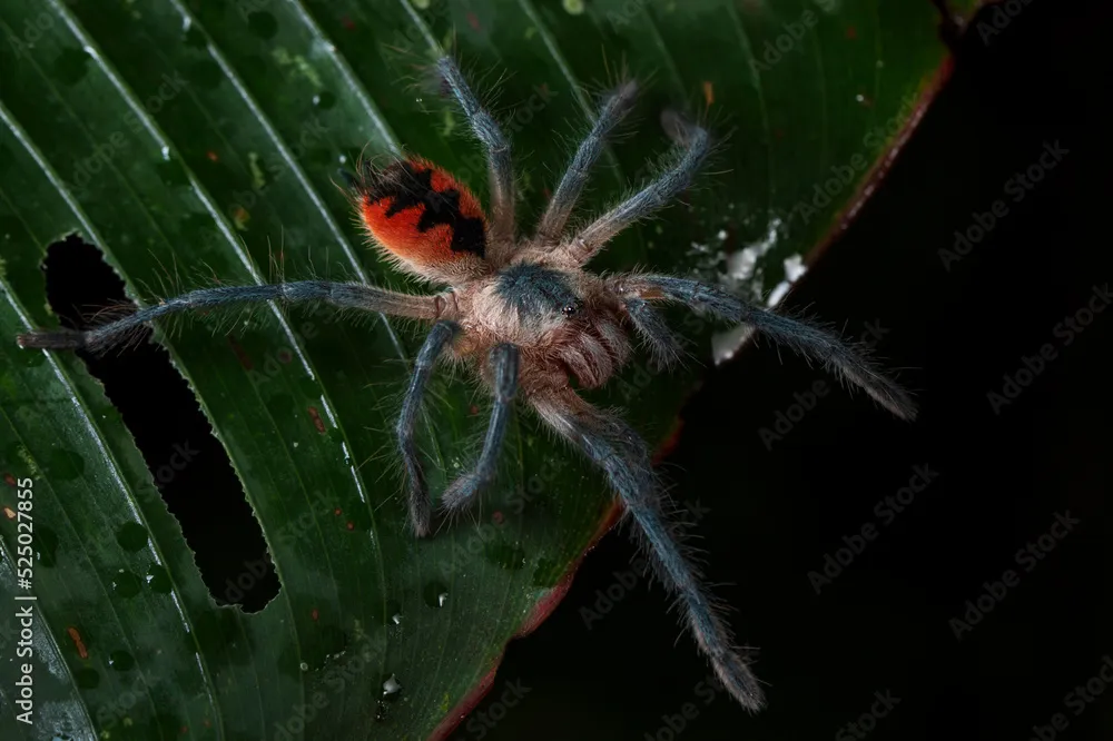 /img/22046-tarantula-handling.webp