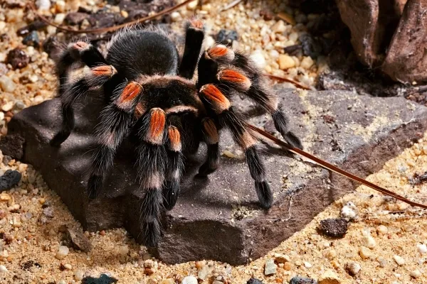 22046 tiger rump tarantula