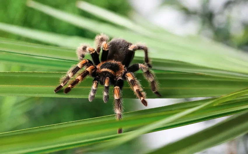 /img/22048-choosing-tarantula.webp