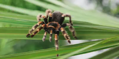 /img/22048-choosing-tarantula.webp