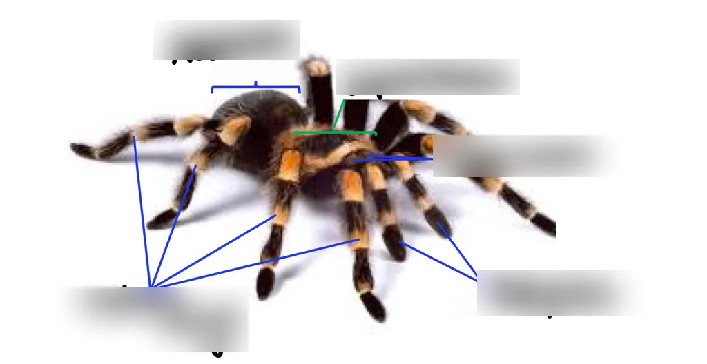 22048 new world tarantulas