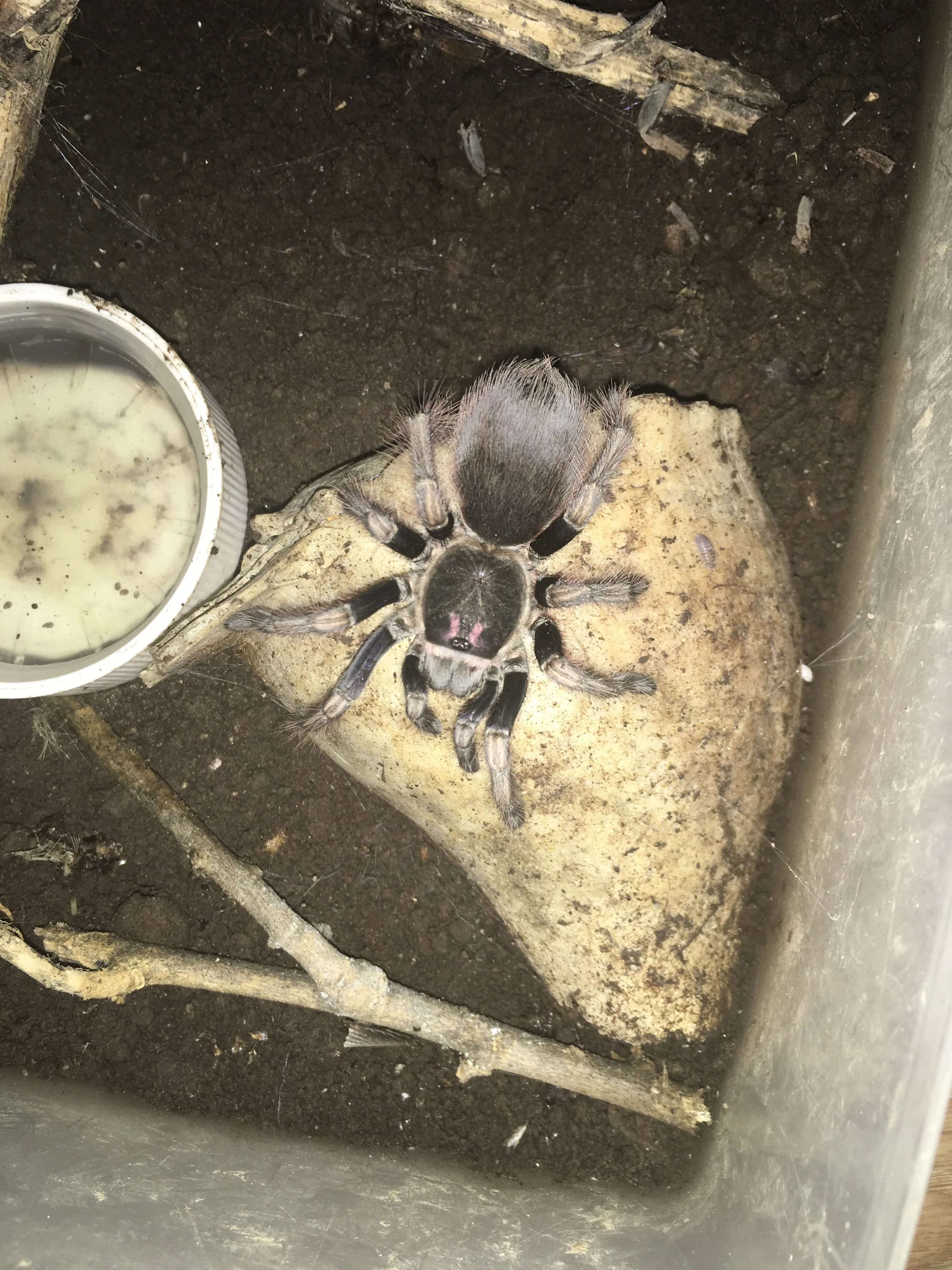 22048 old world tarantulas