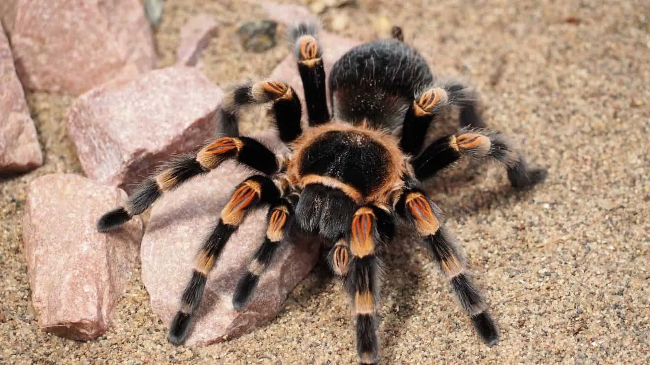 22048 tarantula behavior