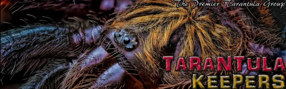 22048 tarantula personality