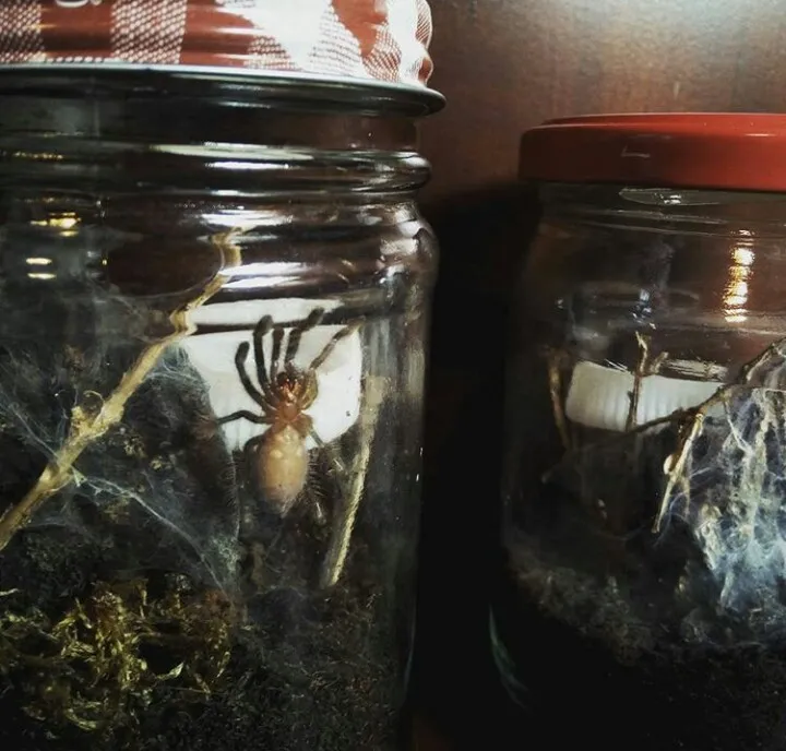 22049 healthy tarantula sling