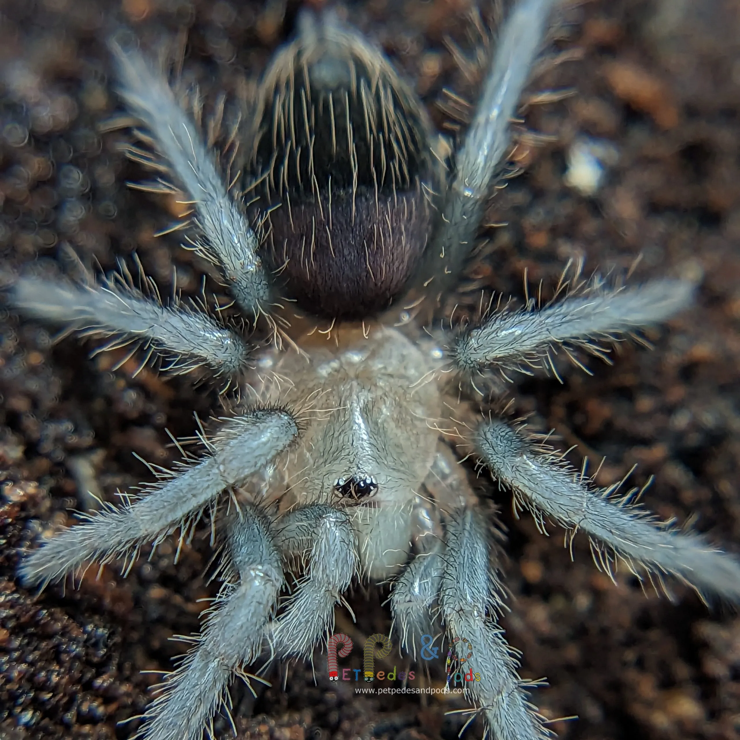 22049 small cricket for tarantula sling