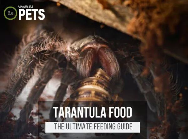 /img/22049-supplementing-tarantula-sling-diet.webp