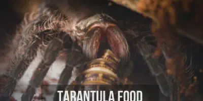 /img/22049-supplementing-tarantula-sling-diet.webp