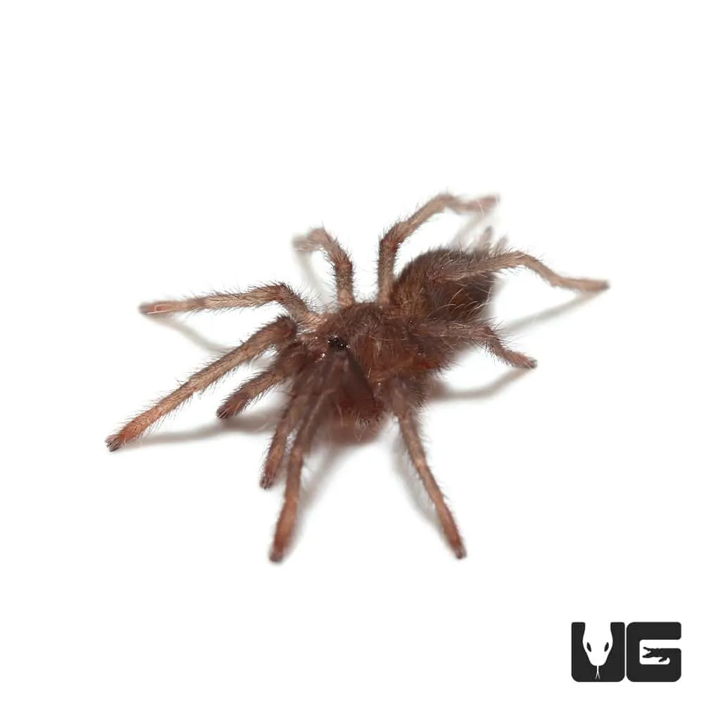 22049 tarantula sling eating