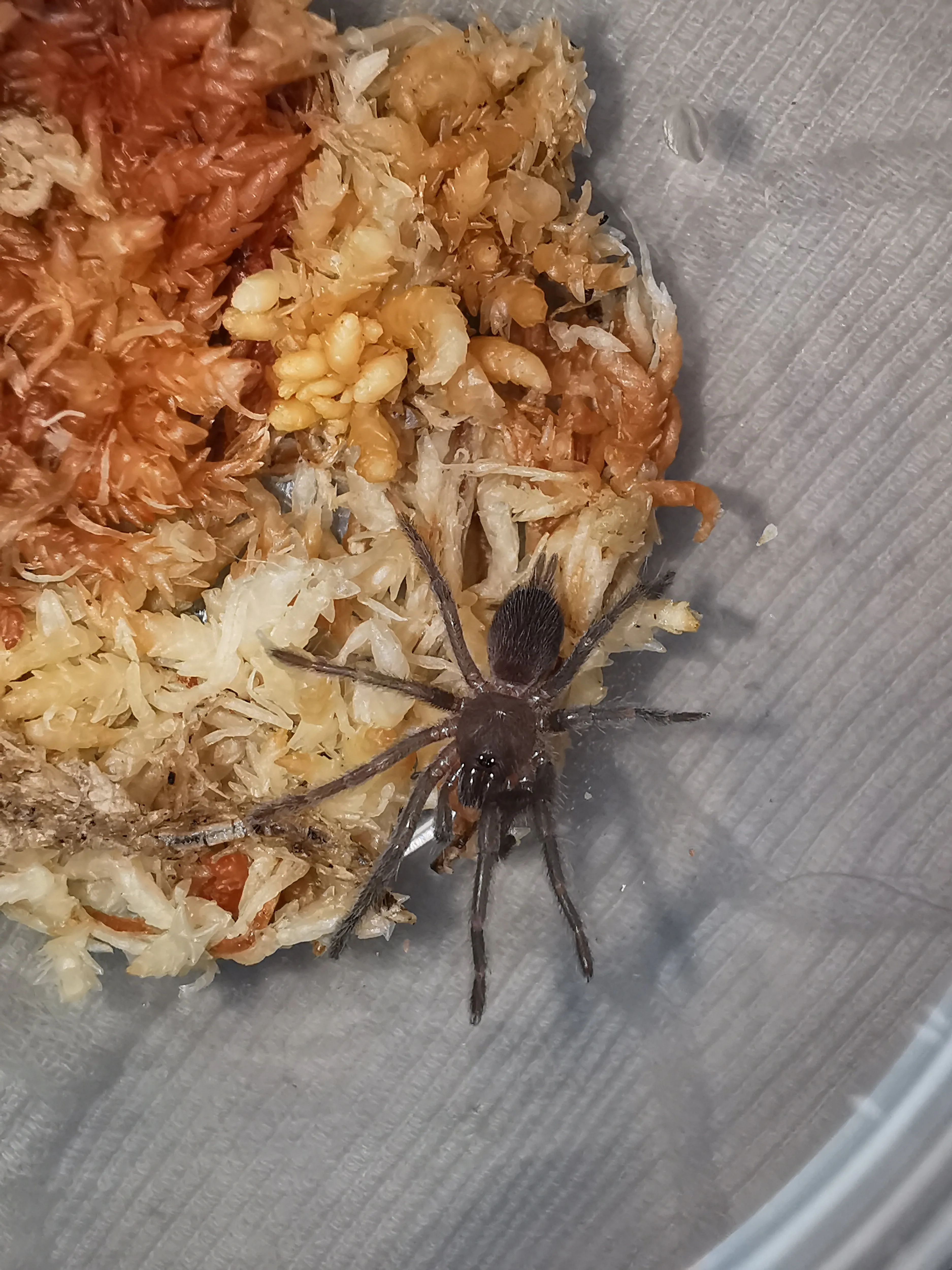 22049 tarantula sling feeding guide