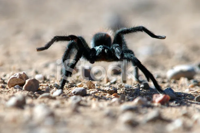 22050 baby tarantula enclosure