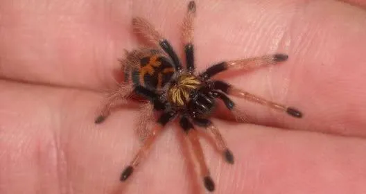 22050 baby tarantula handling