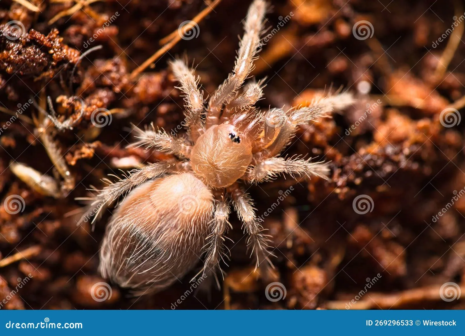 /img/22050-baby-tarantula-health.webp