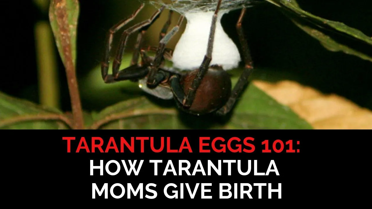 22050 baby tarantula molting