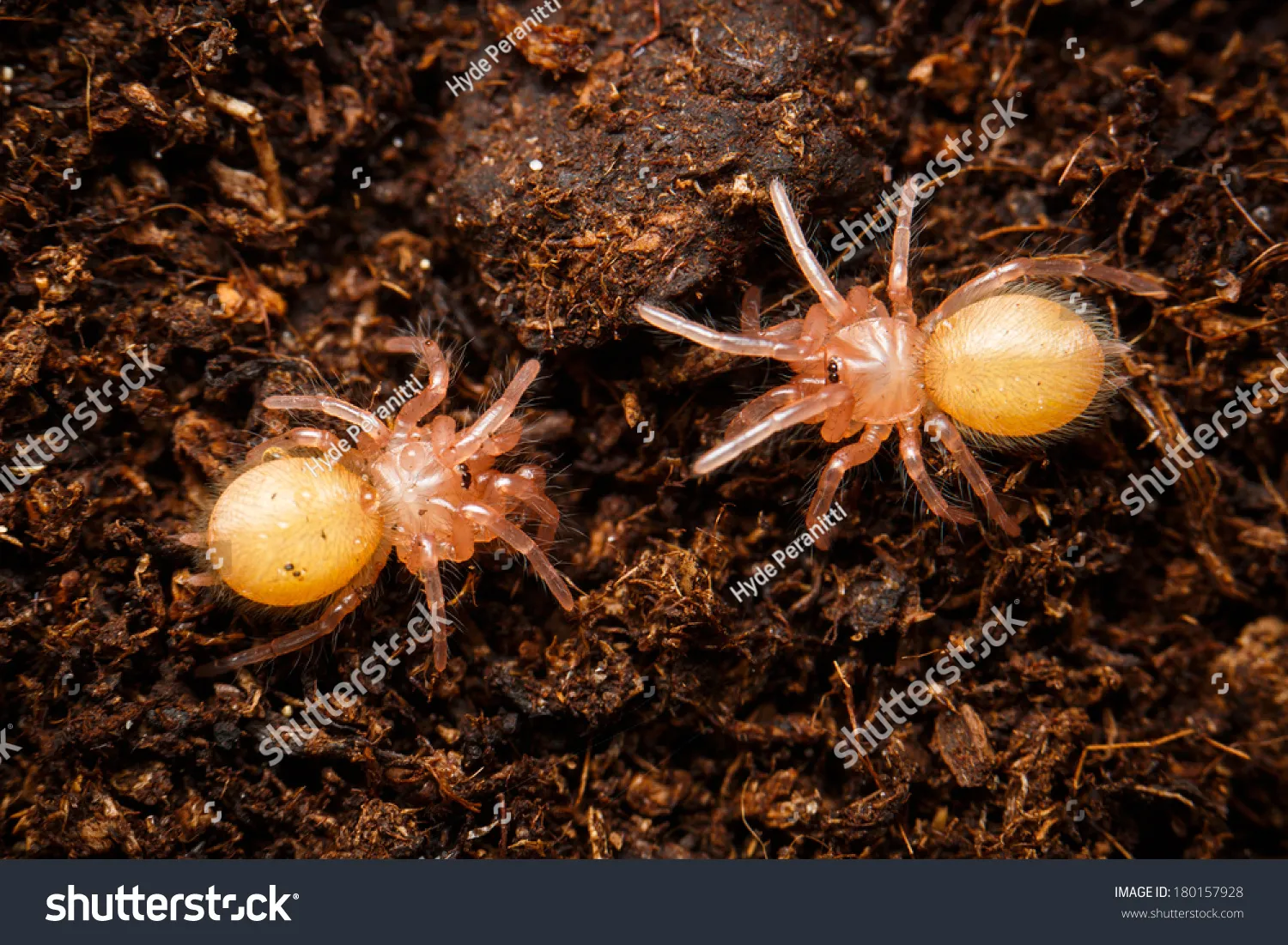 22050 baby tarantula species