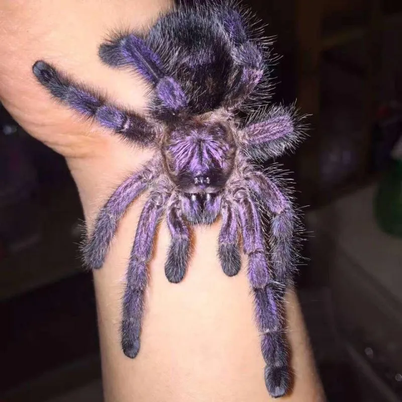 22051 purple tree tarantula climbing