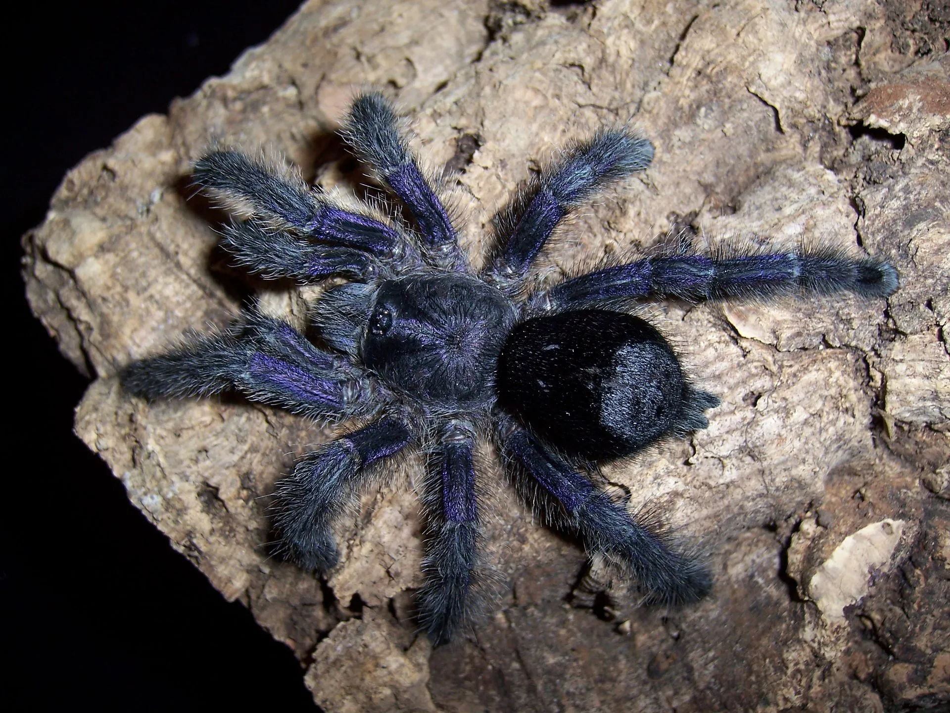 22051 purple tree tarantula in habitat