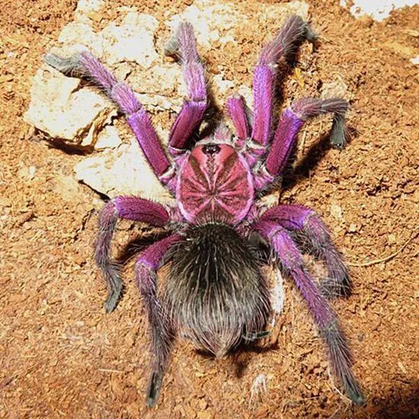 22051 purple tree tarantula molting