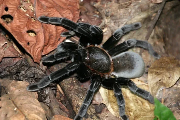 22054 borneo tarantula characteristics