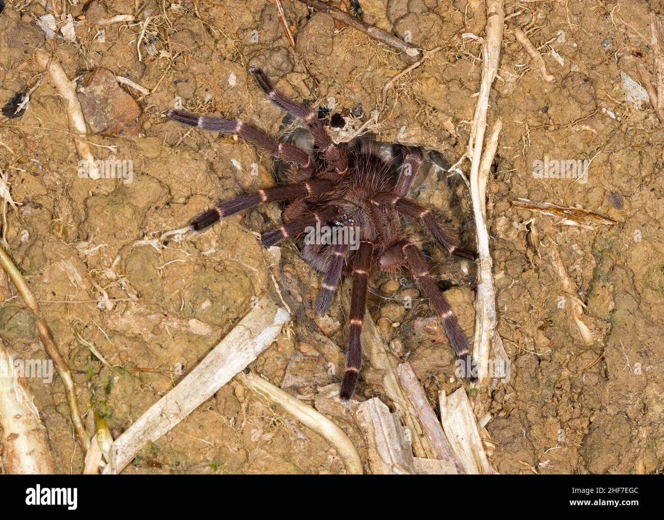/img/22054-borneo-tarantula-conservation.webp