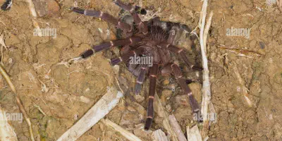 /img/22054-borneo-tarantula-conservation.webp