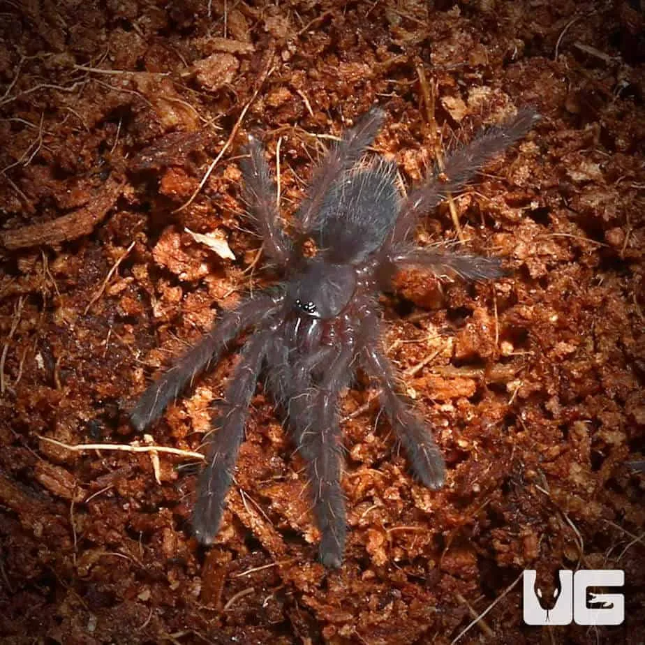 22054 borneo tarantula habitat