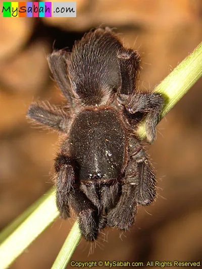 22054 borneo tarantula species 1