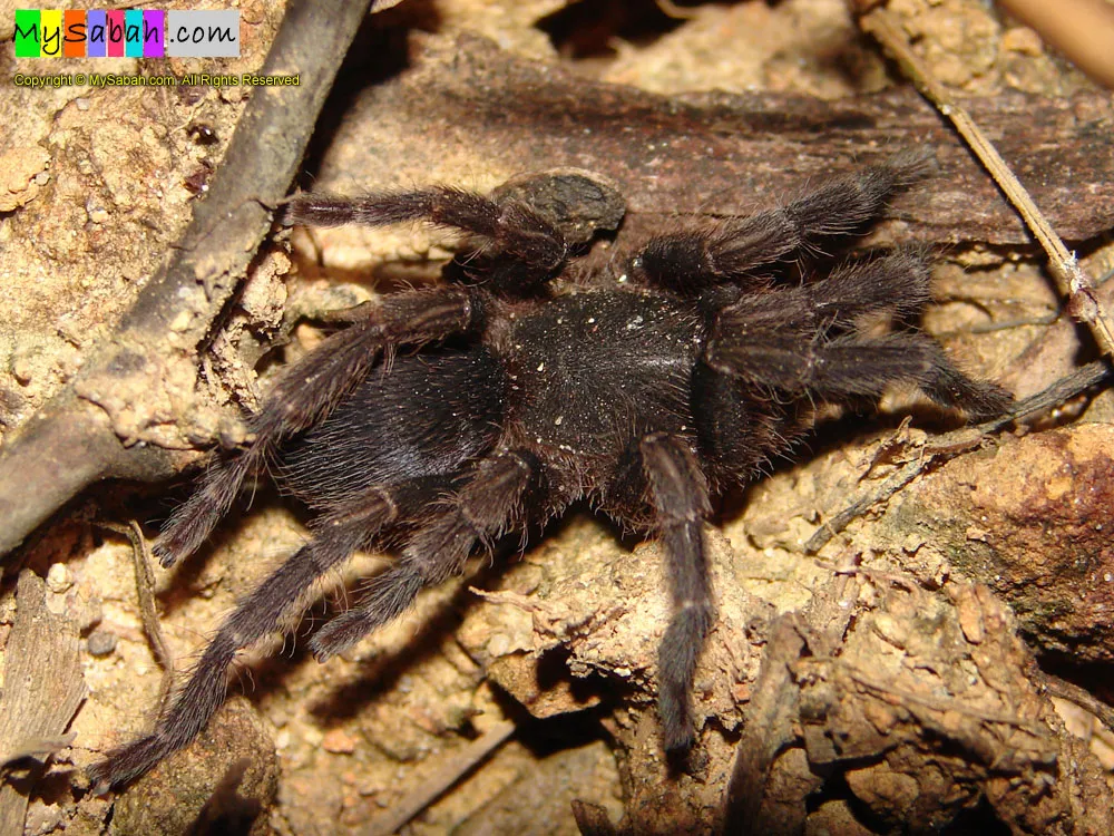 22054 borneo tarantula species 2