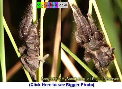 22054 borneo tarantula species 3