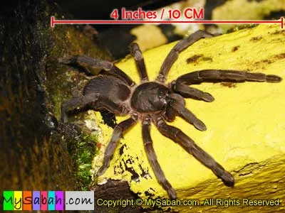 22054 borneo tarantula species 4