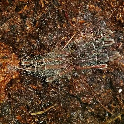 22054 borneo tarantula species 5