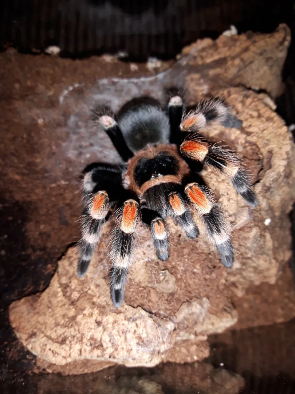 22055 dwarf tarantula enclosure