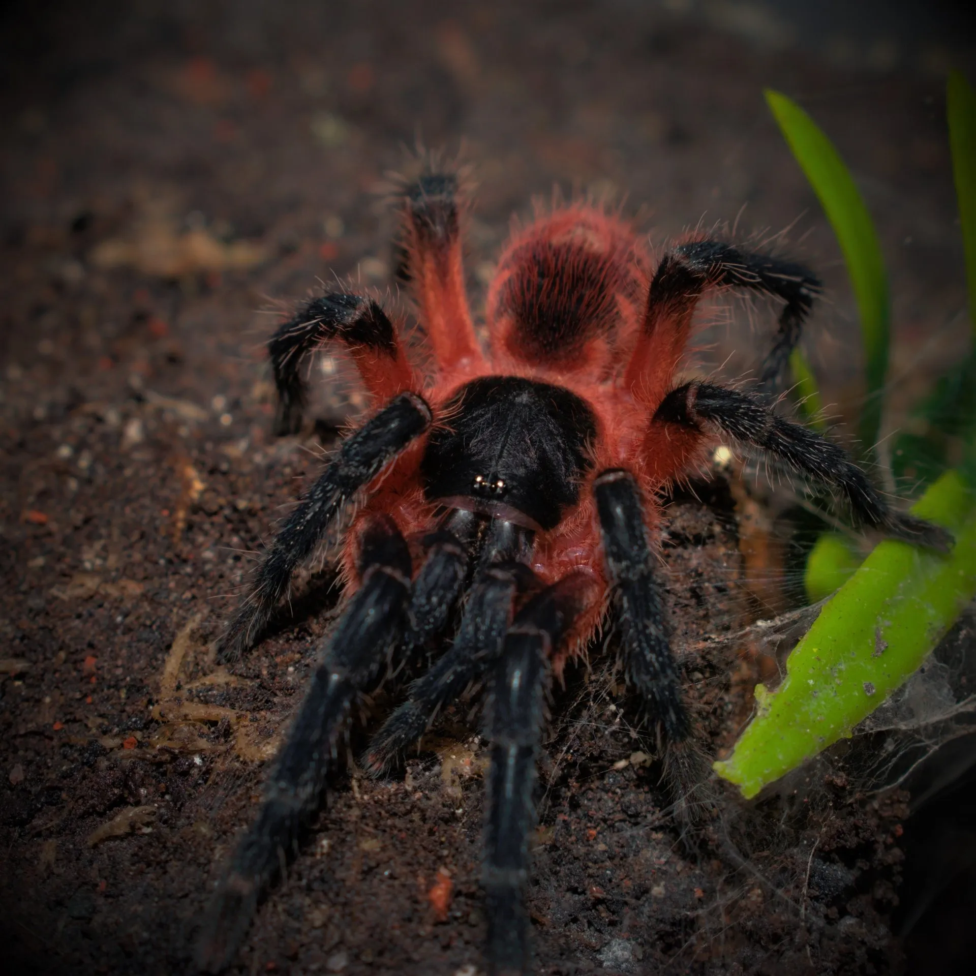 22055 dwarf tarantula feeding
