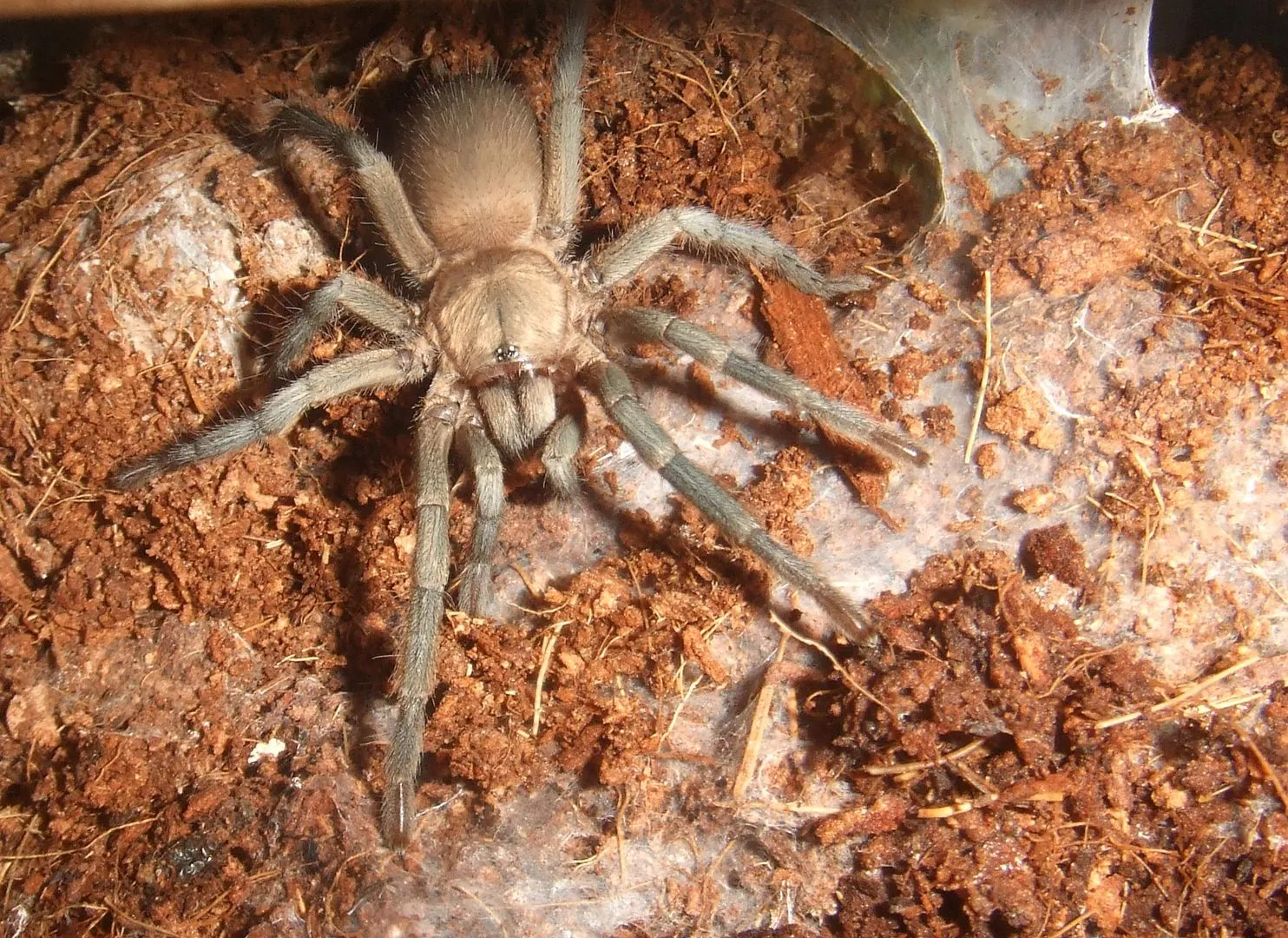 22055 dwarf tarantula habitat