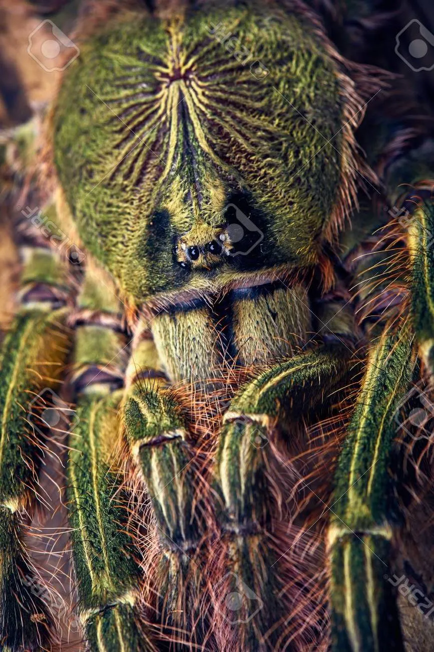 22055 dwarf tarantula handling