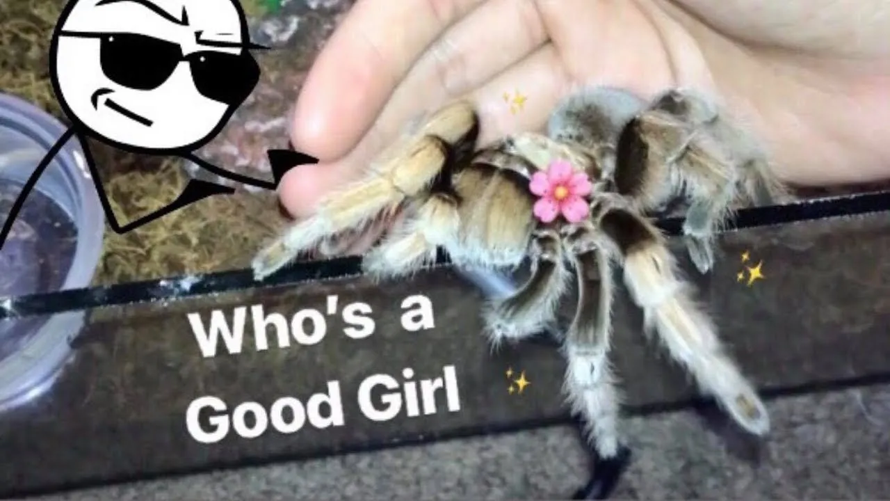 22055 dwarf tarantula species