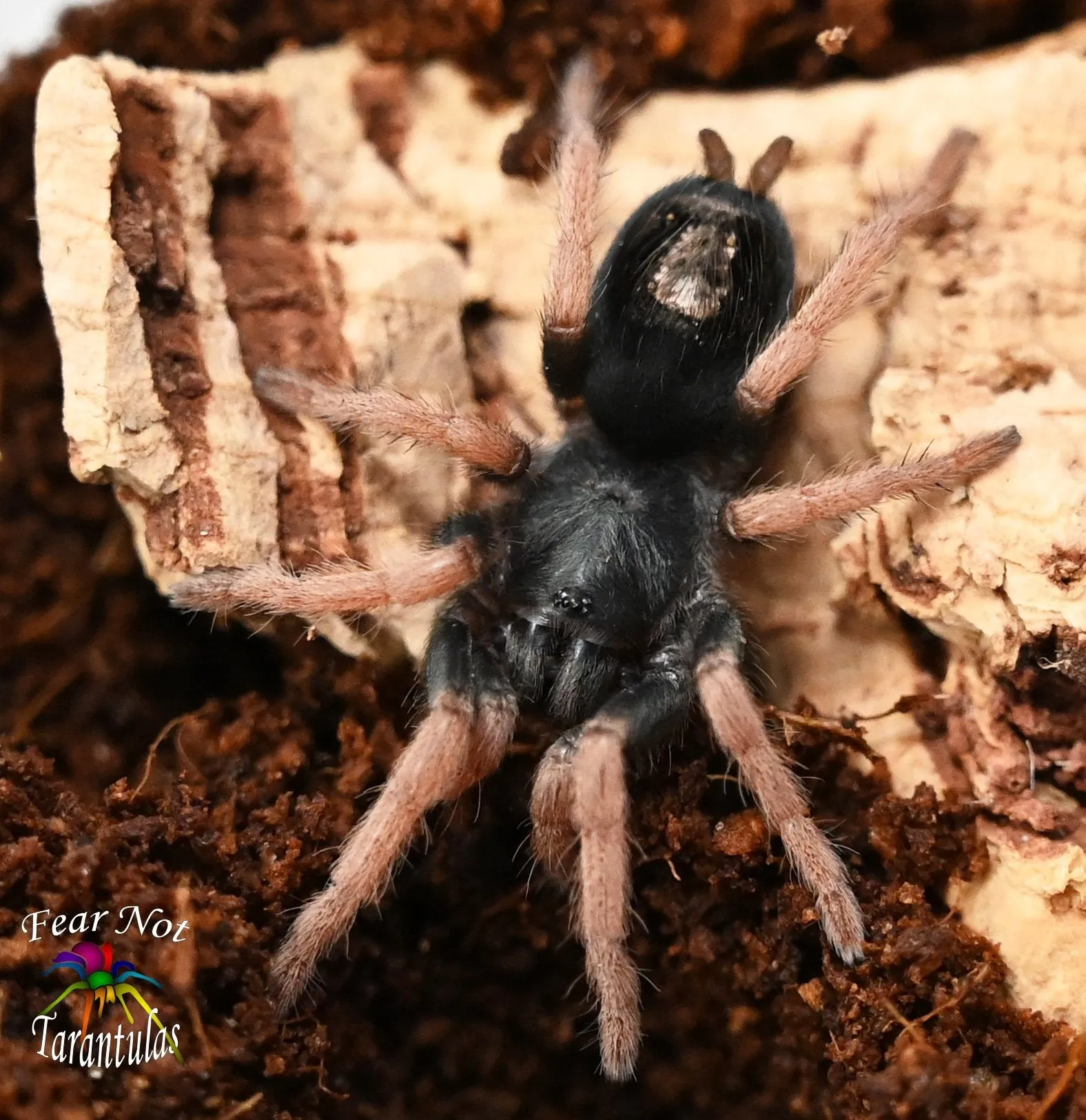 /img/22055-dwarf-tarantula-watering.webp