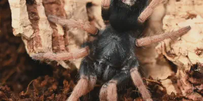 /img/22055-dwarf-tarantula-watering.webp