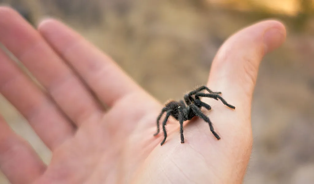 22056 tarantula pet summary