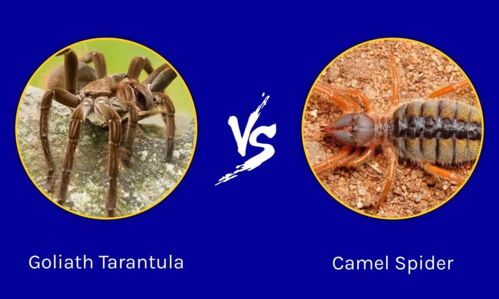 22057 camel spider close up