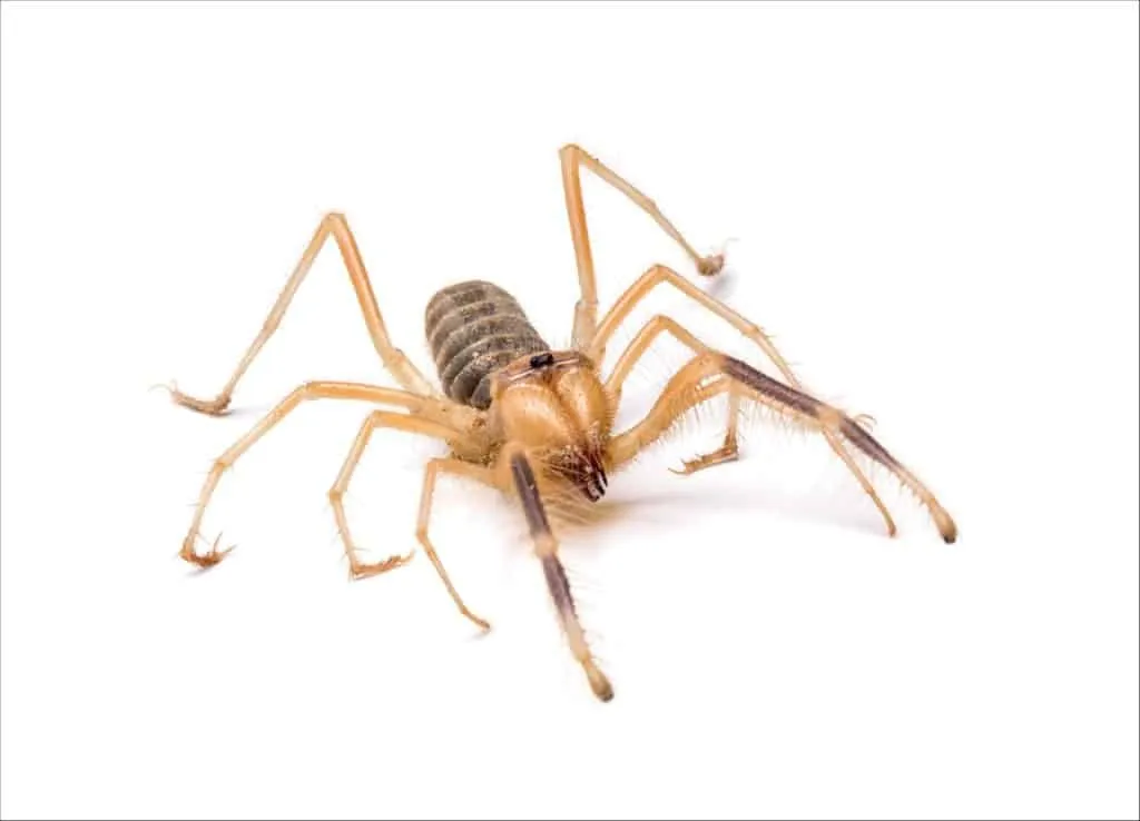 22057 camel spider habitat