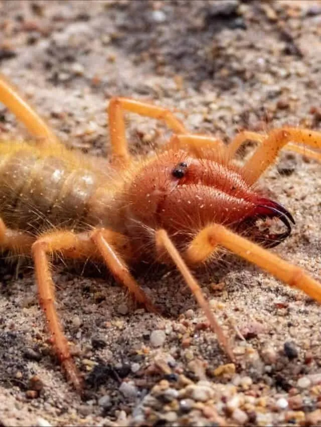 22057 camel spider hunting