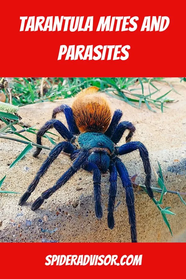 22059 irritated tarantula
