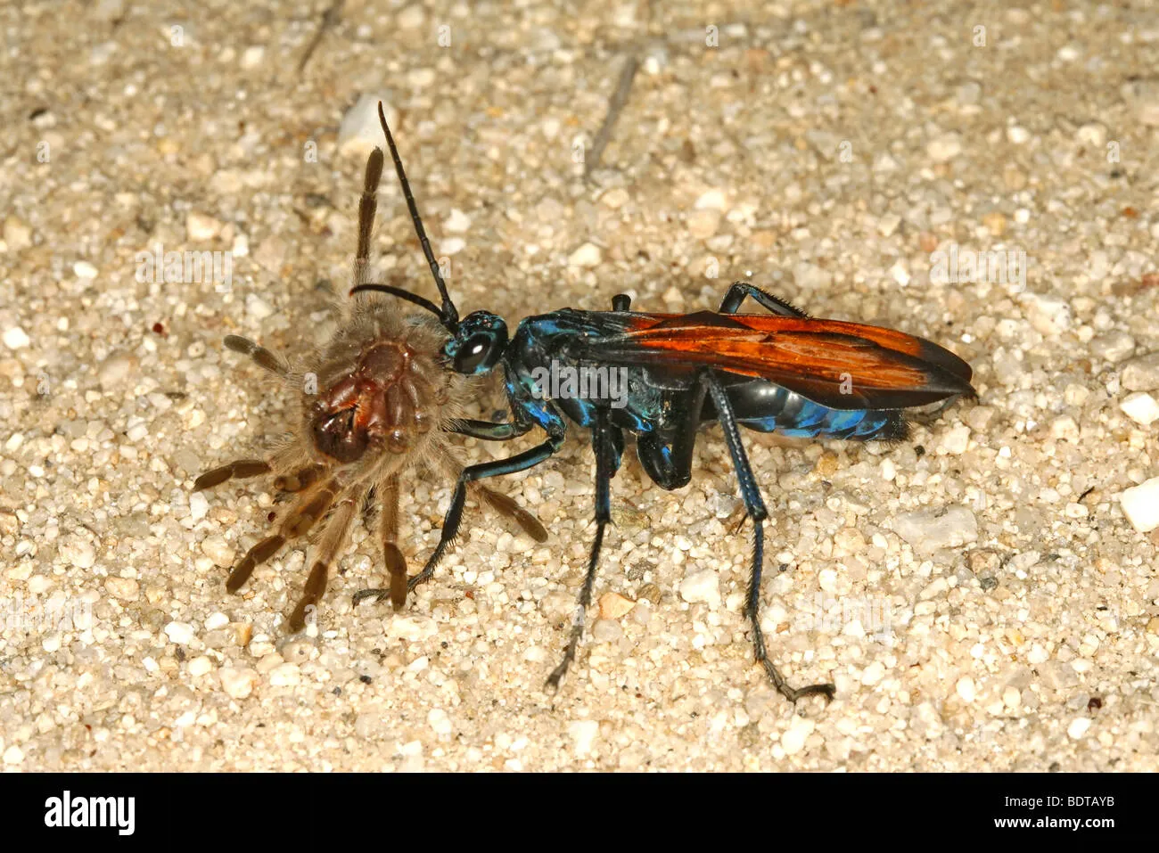 /img/22060-fortrek-tarantula-in-action.webp