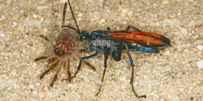 /img/22060-fortrek-tarantula-in-action.webp